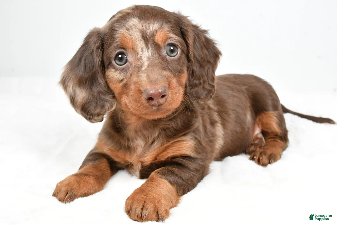Dachshund dogs for sale: Teddy - Ad 7