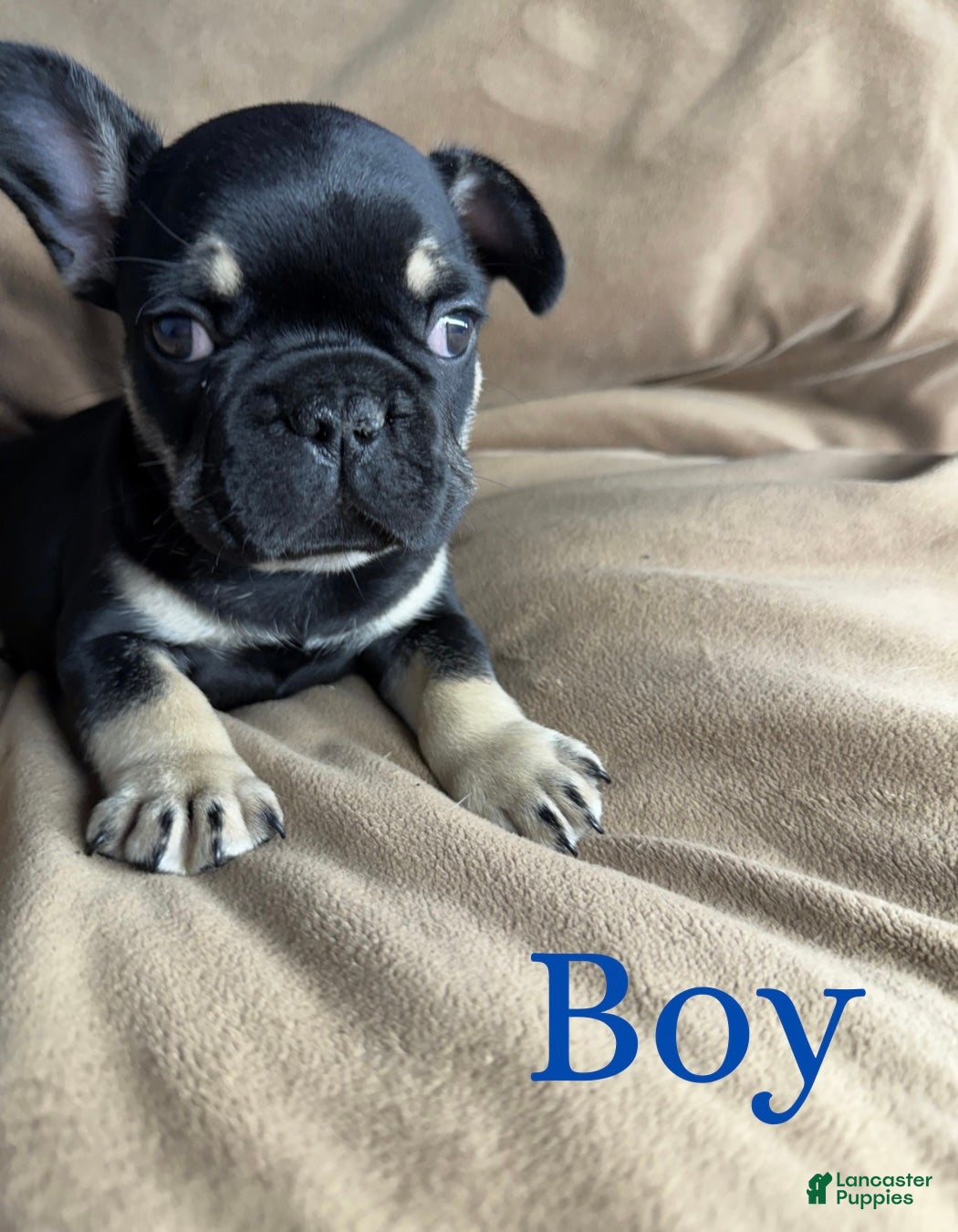 French Bulldog dogs French Bulldog Puppy 2 - Ad 31