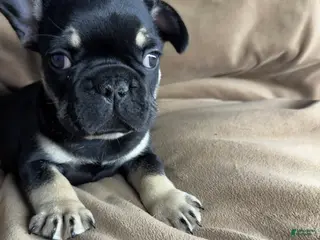 French Bulldog dogs French Bulldog Puppy 2 - Ad 31