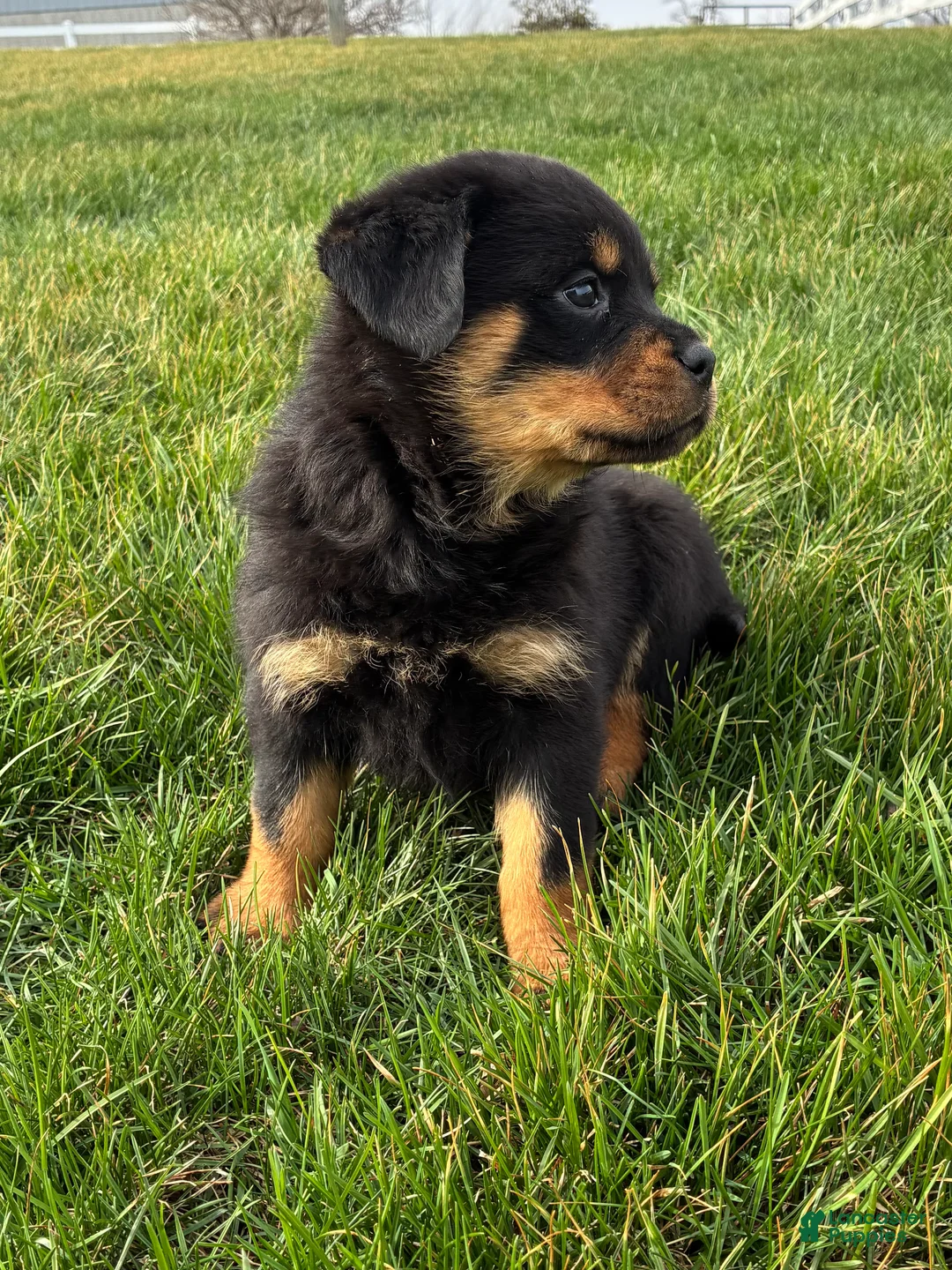 Rottweiler dogs for sale: Brianna - Ad 2