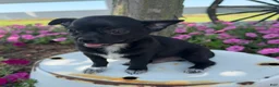 Chihuahua dogs for sale: Tony - Ad 6