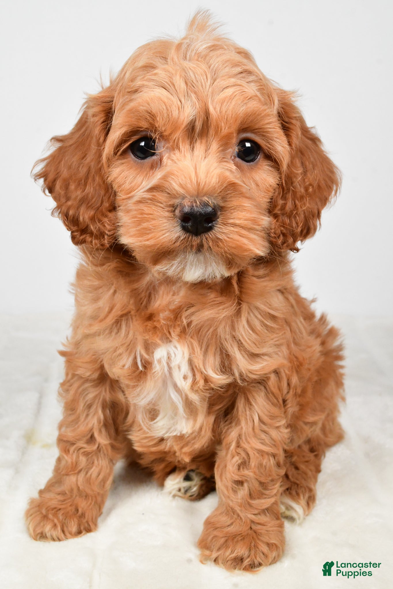 Cockapoo dogs Cindy - Ad 2