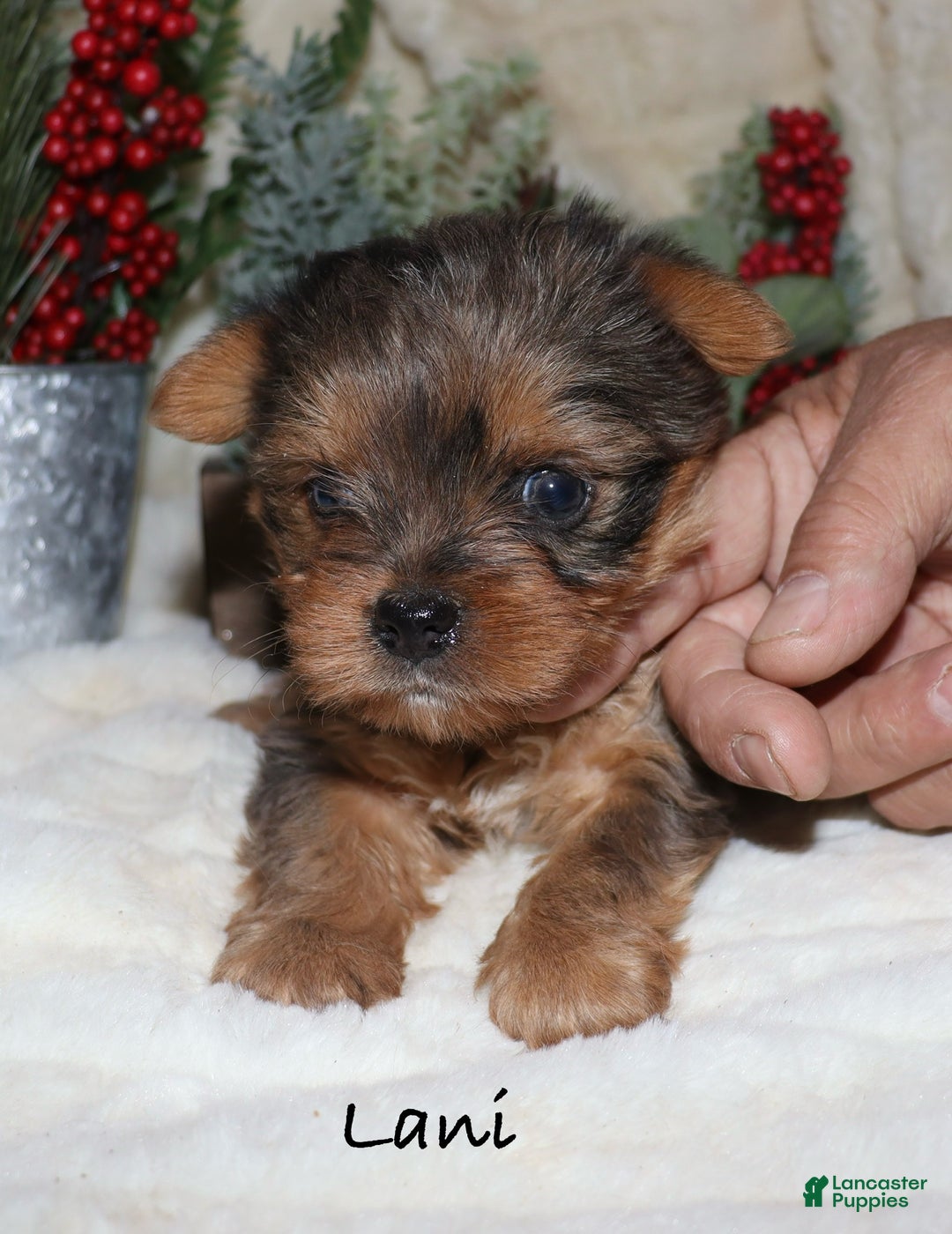 Yorkshire Terrier dogs for sale: Lani - Ad 3