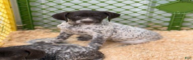 German Shorthaired Pointer Puppy 4
