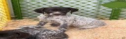 German Shorthaired Pointer dogs for sale: German Shorthaired Pointer Puppy 4 - Ad 1
