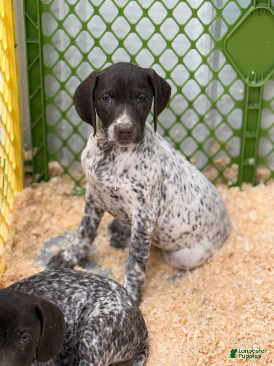 German Shorthaired Pointer dogs for sale: German Shorthaired Pointer Puppy 4 - Ad 1