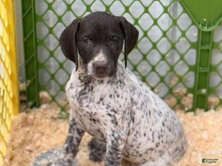 German Shorthaired Pointer dogs German Shorthaired Pointer Puppy 4 - Ad 31