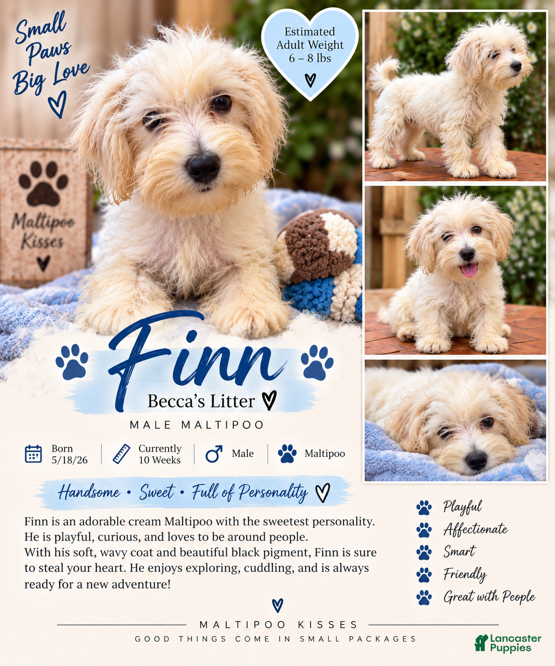 Maltipoo dogs finn Maltipoo 1 - Ad 27