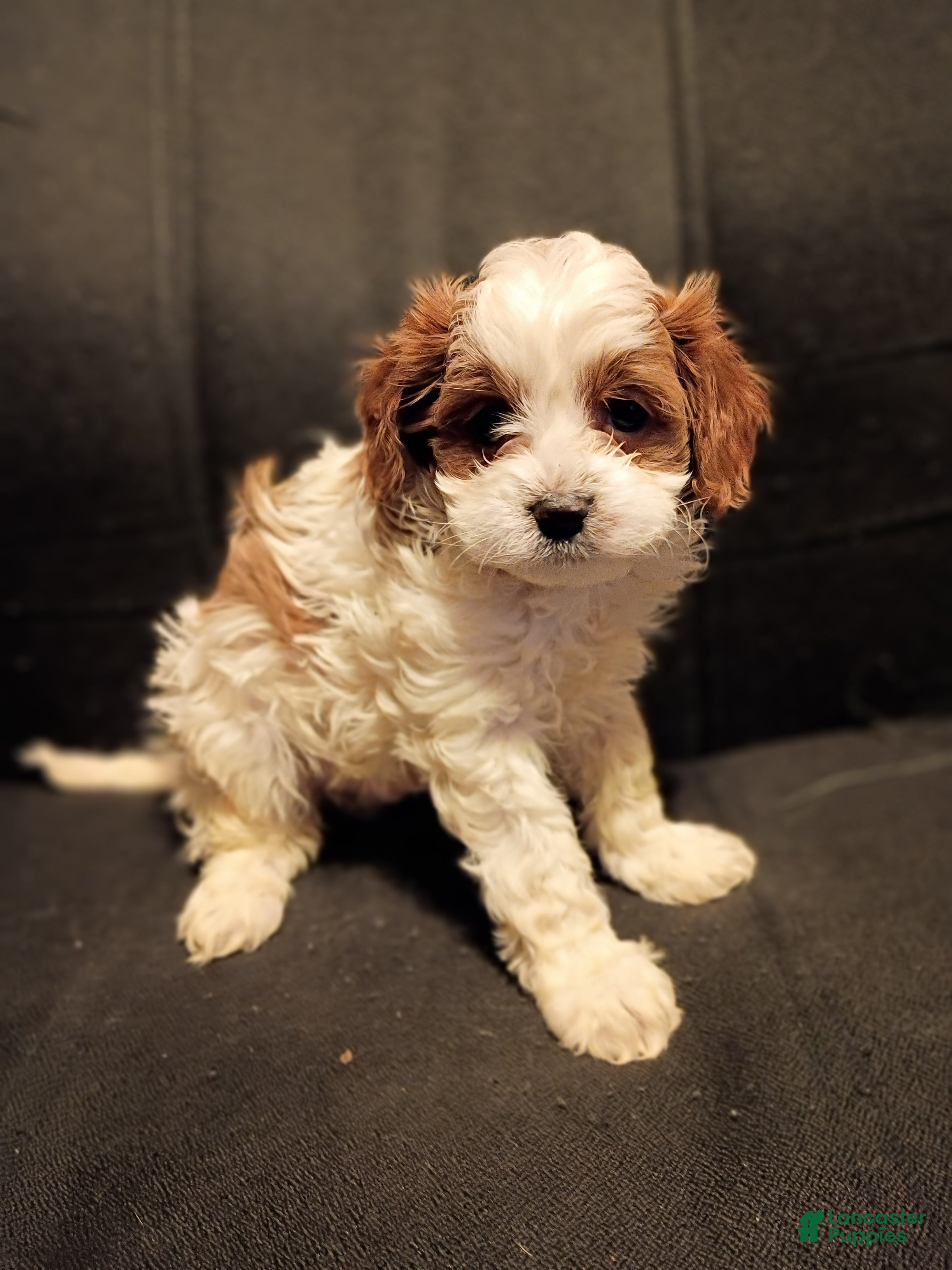 Cavapoo dogs Ollie - Ad 3
