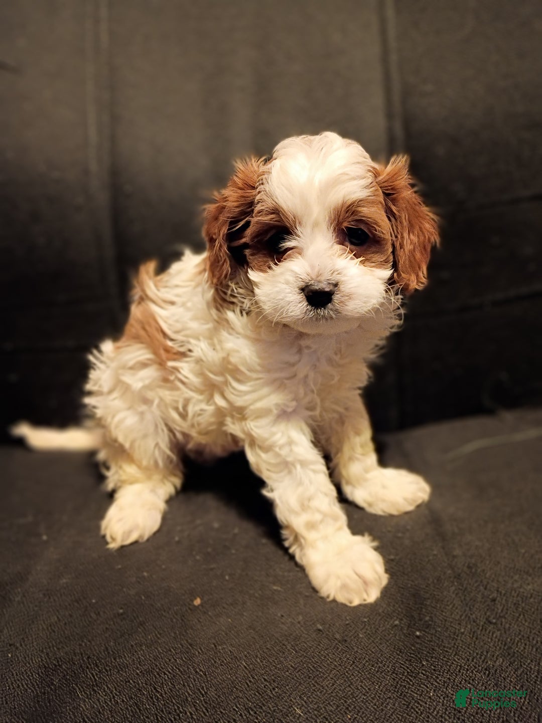 Cavapoo dogs for sale: Ollie - Ad 1