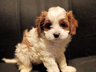 Cavapoo dogs Ollie - Ad 2
