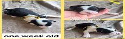 Sheepadoodle dogs for sale: Iris- yellow collar  - Ad 5