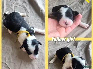 Sheepadoodle dogs Iris- yellow collar - Ad 20