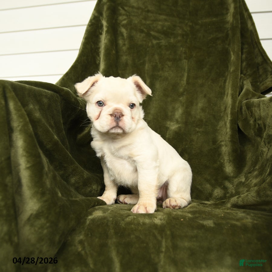 French Bulldog dogs Honey - Ad 2