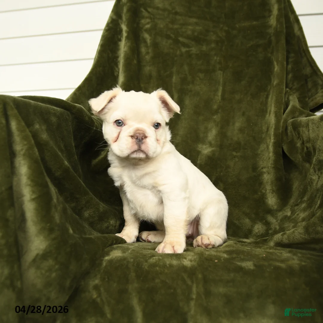 French Bulldog dogs for sale: Honey - Ad 2