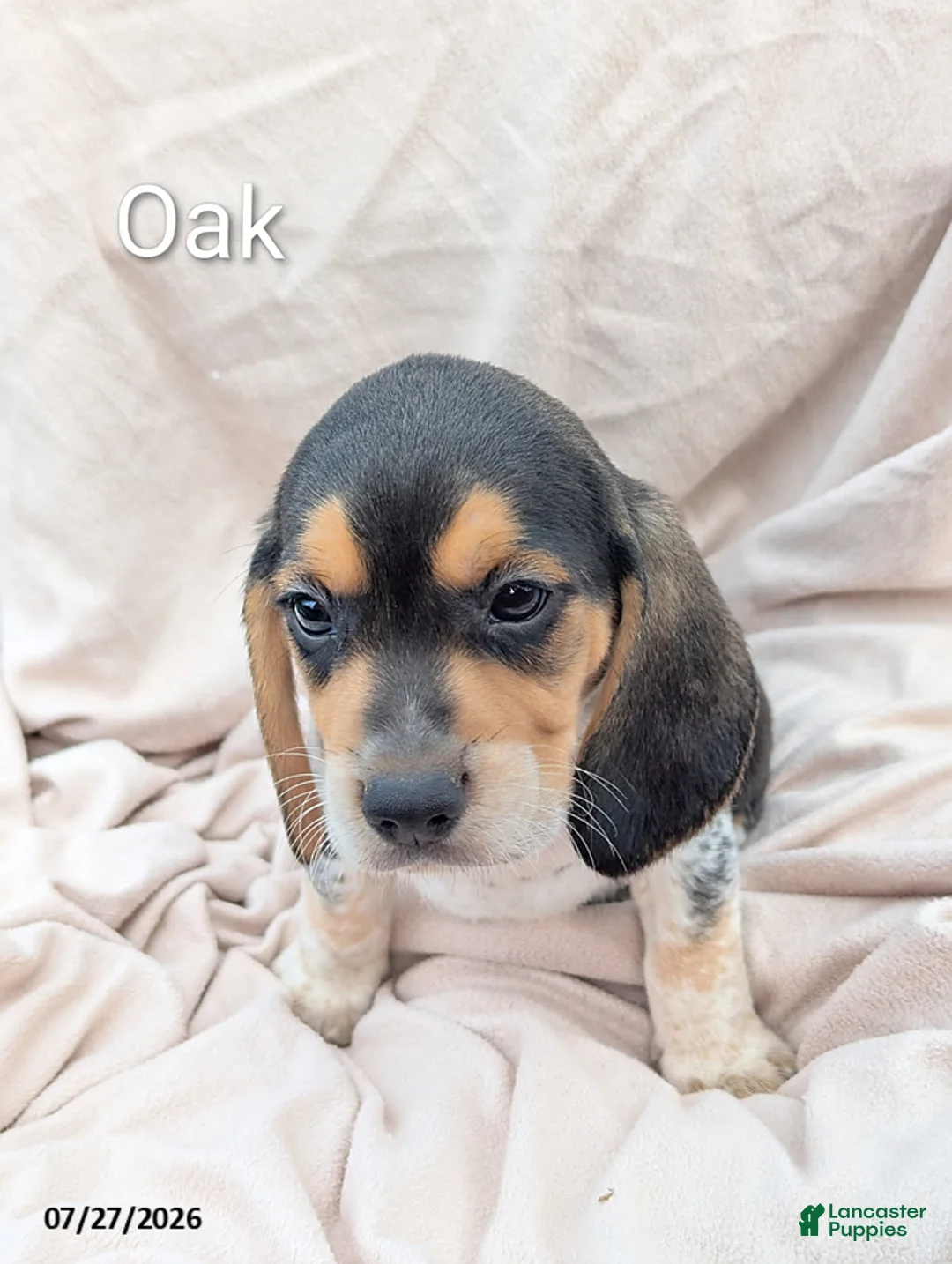 Beagle dogs for sale: Oak - Ad 1