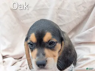 Beagle dogs Oak - Ad 2