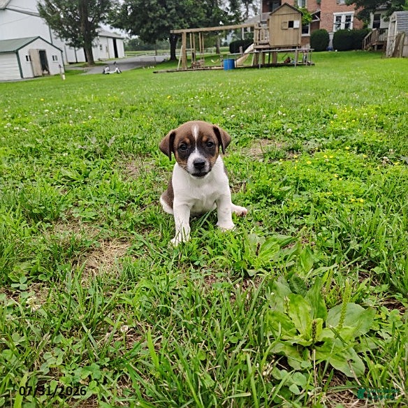 Jack Russell Terrier dogs Rascal - Ad 2
