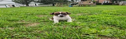 Jack Russell Terrier dogs for sale: Rascal - Ad 2