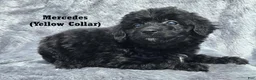 Mini Aussiedoodle dogs for sale: Mercedes - Ad 2