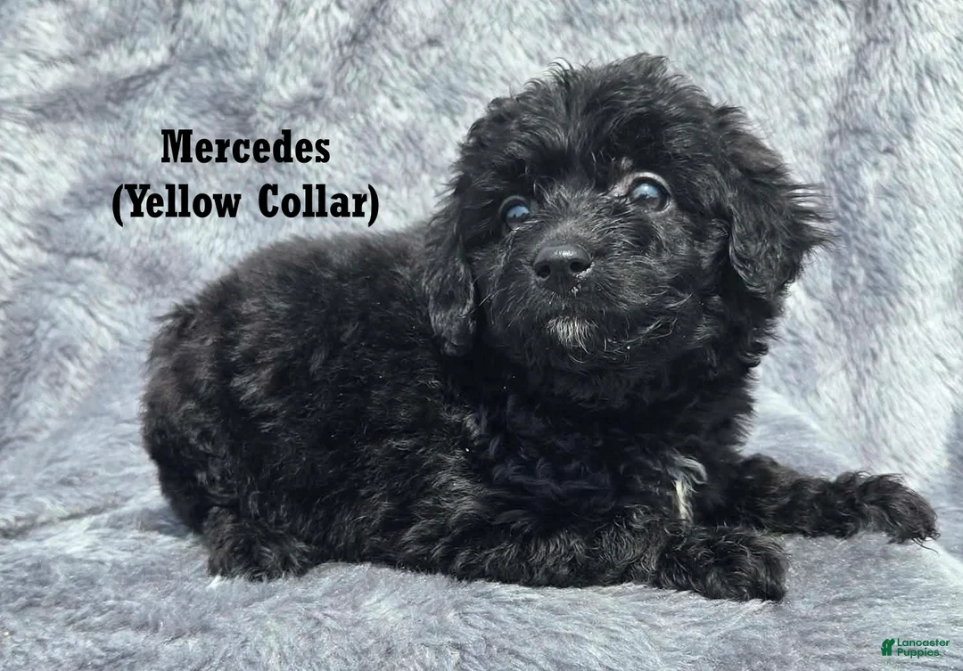 Mini Aussiedoodle dogs for sale: Mercedes - Ad 2