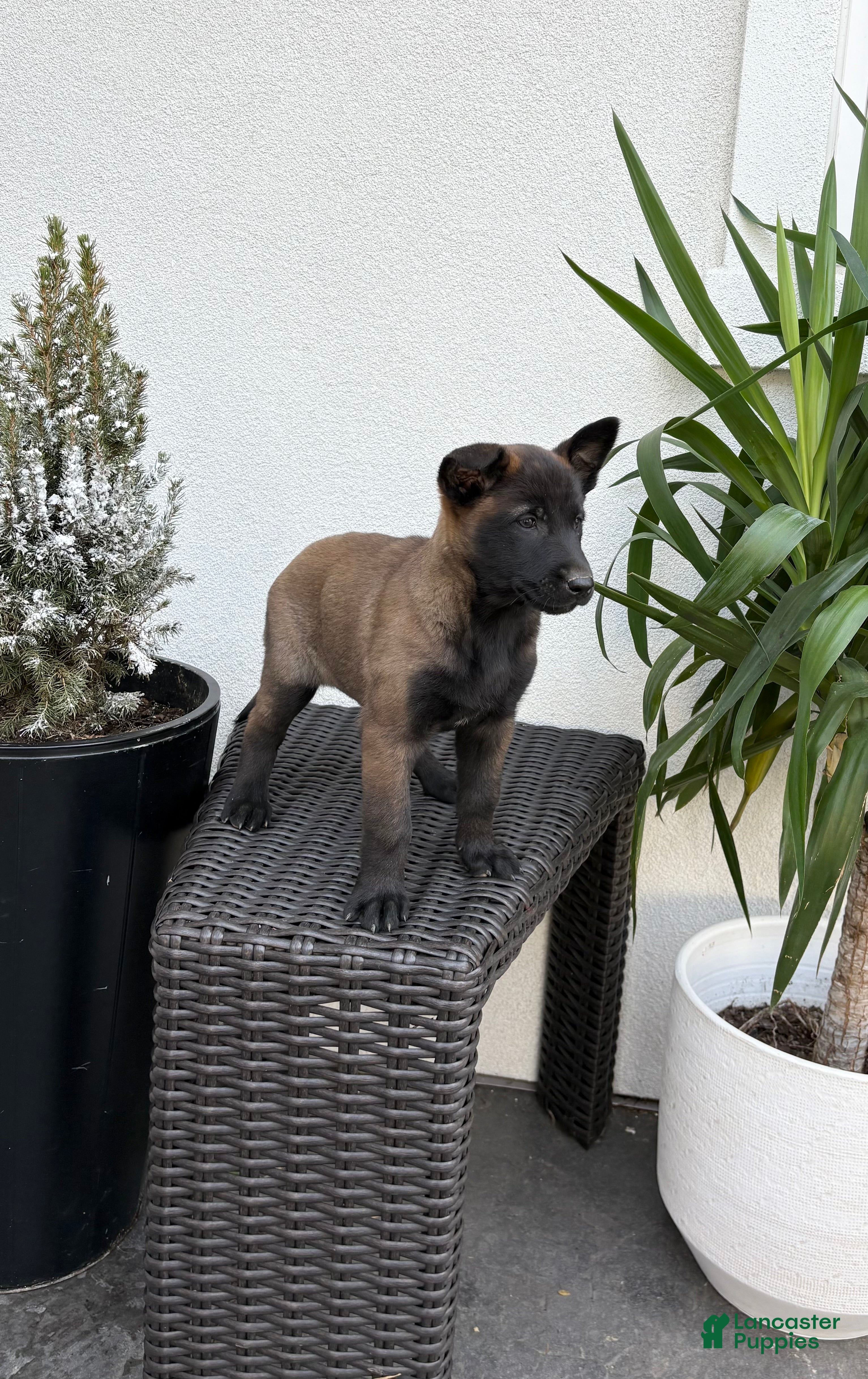 Belgian Malinois dogs Belgian Malinois Puppy (Maggie) - Ad 2
