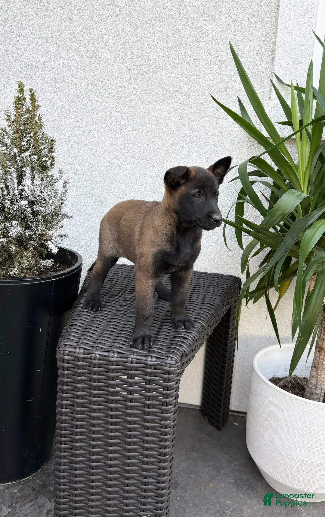 Belgian Malinois dogs for sale: Belgian Malinois Puppy (Maggie) - Ad 2