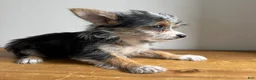 Chorkie dogs for sale: Sable  - Ad 10
