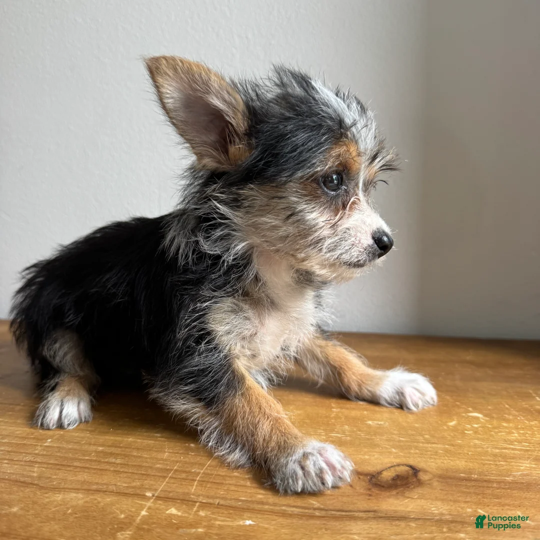 Chorkie dogs for sale: Sable  - Ad 10