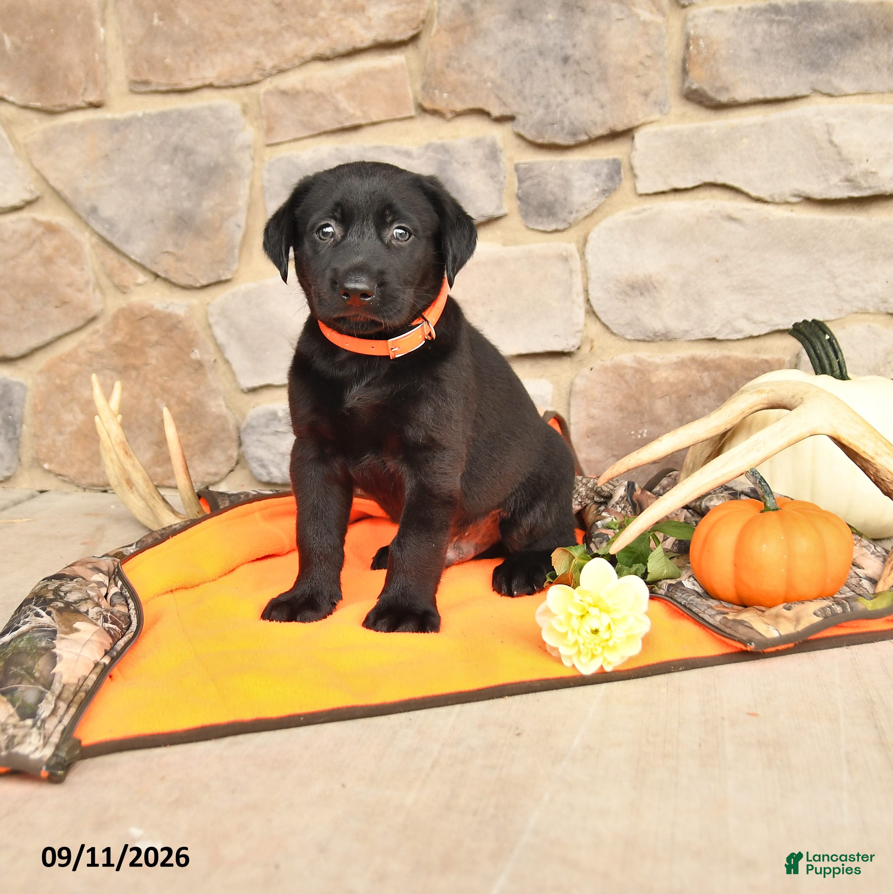 Labrador Retriever dogs Paxton - Ad 1