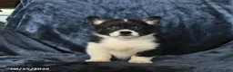 Welsh Corgi Pembroke dogs for sale: Rolo - Ad 5