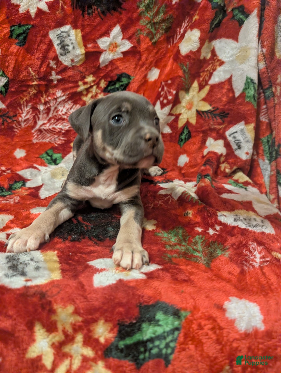 American Bully dogs for sale: American Bully Puppy 6 - Ad 1