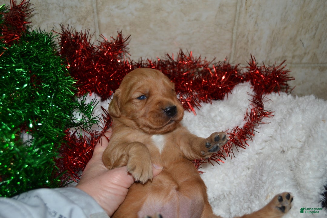 Golden Retriever dogs for sale: Scarlett - Ad 4
