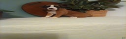 Boxer dogs for sale: Boxer Puppy 1 - Ad 4