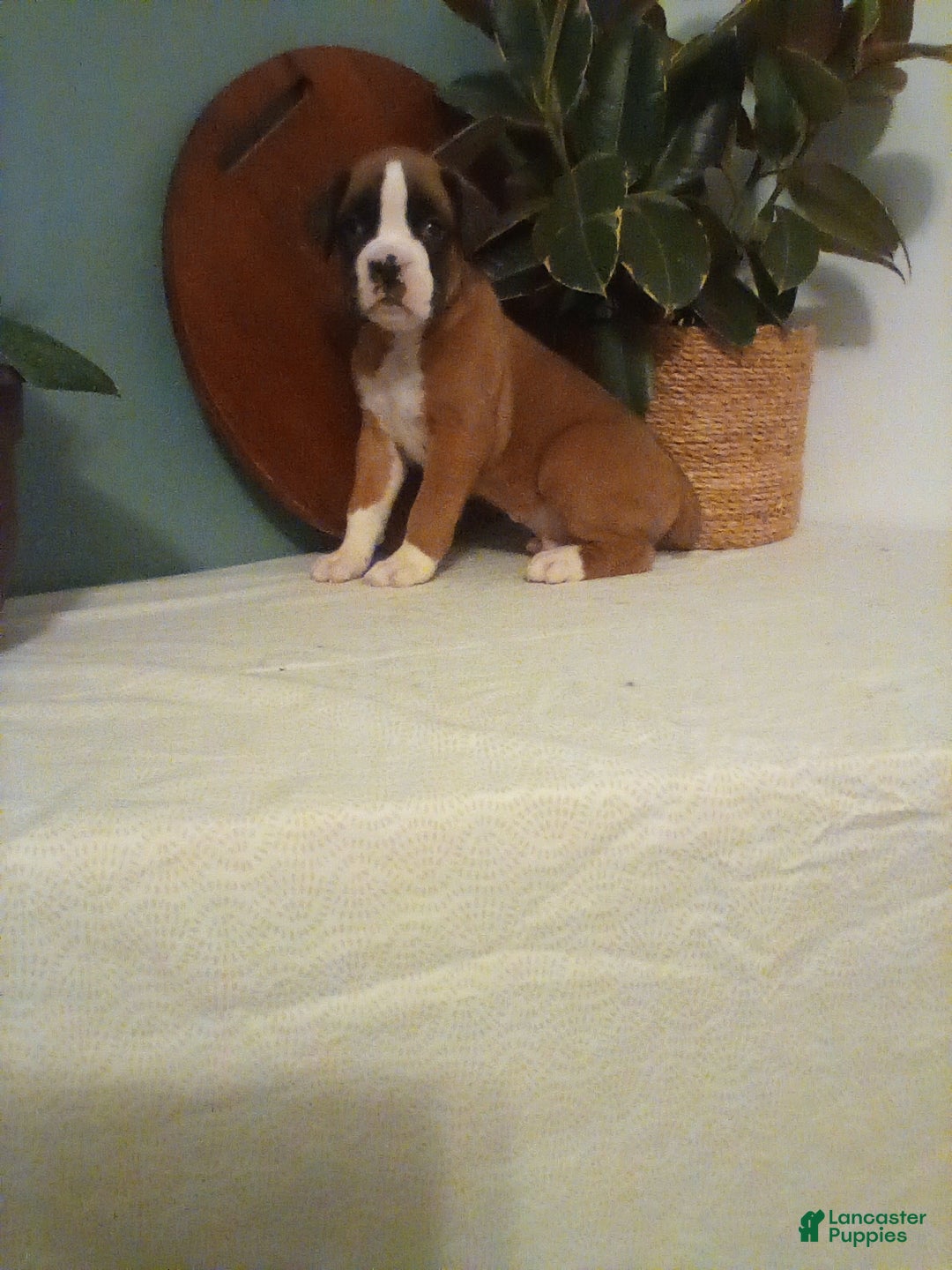 Boxer dogs for sale: Boxer Puppy 1 - Ad 4