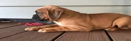 Boxer dogs for sale: Oakes - Ad 12