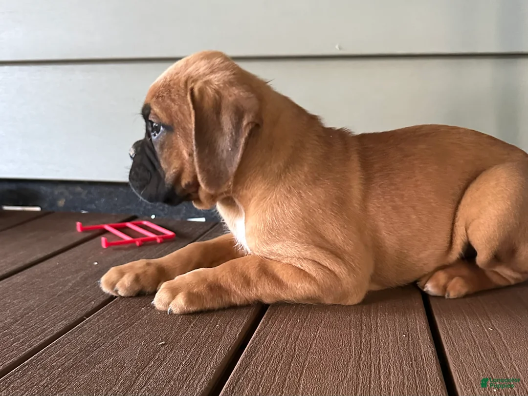 Boxer dogs for sale: Oakes - Ad 12