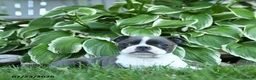 Boston Terrier dogs for sale: Vienna - Ad 3
