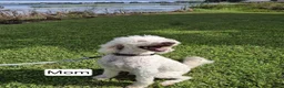 Labradoodle dogs for sale: Jewelweed (Jules) - Ad 2