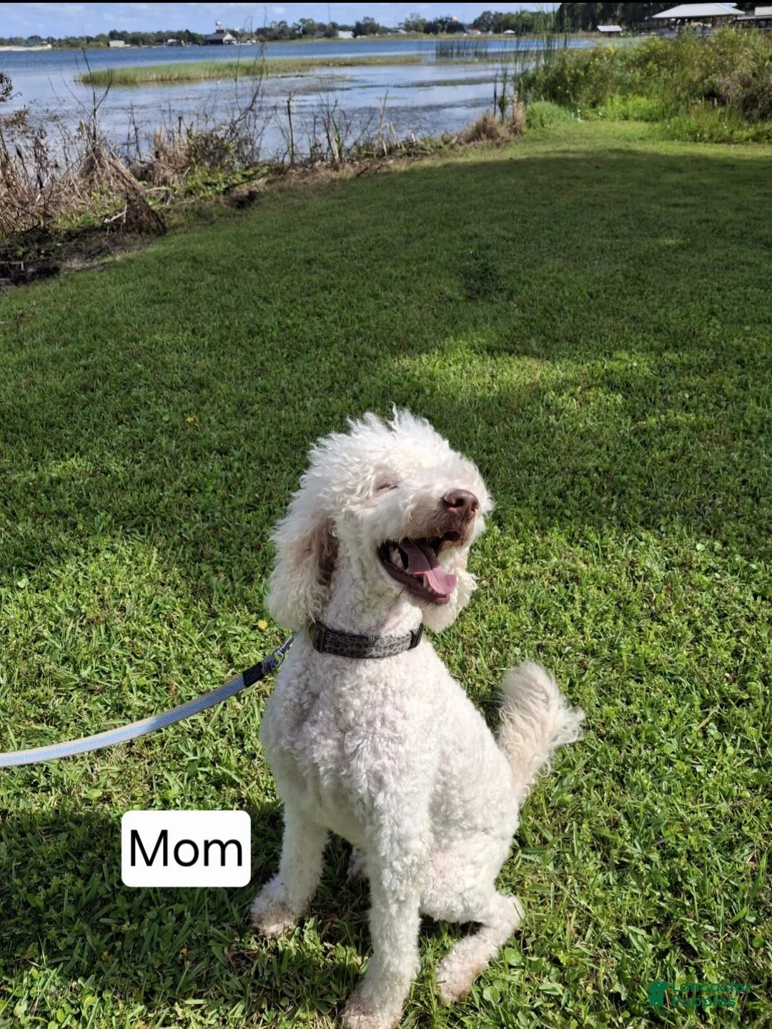 Labradoodle dogs for sale: Jewelweed (Jules) - Ad 2