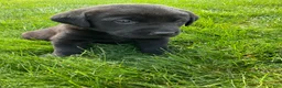 Labrador Retriever dogs for sale: Boone - Ad 3