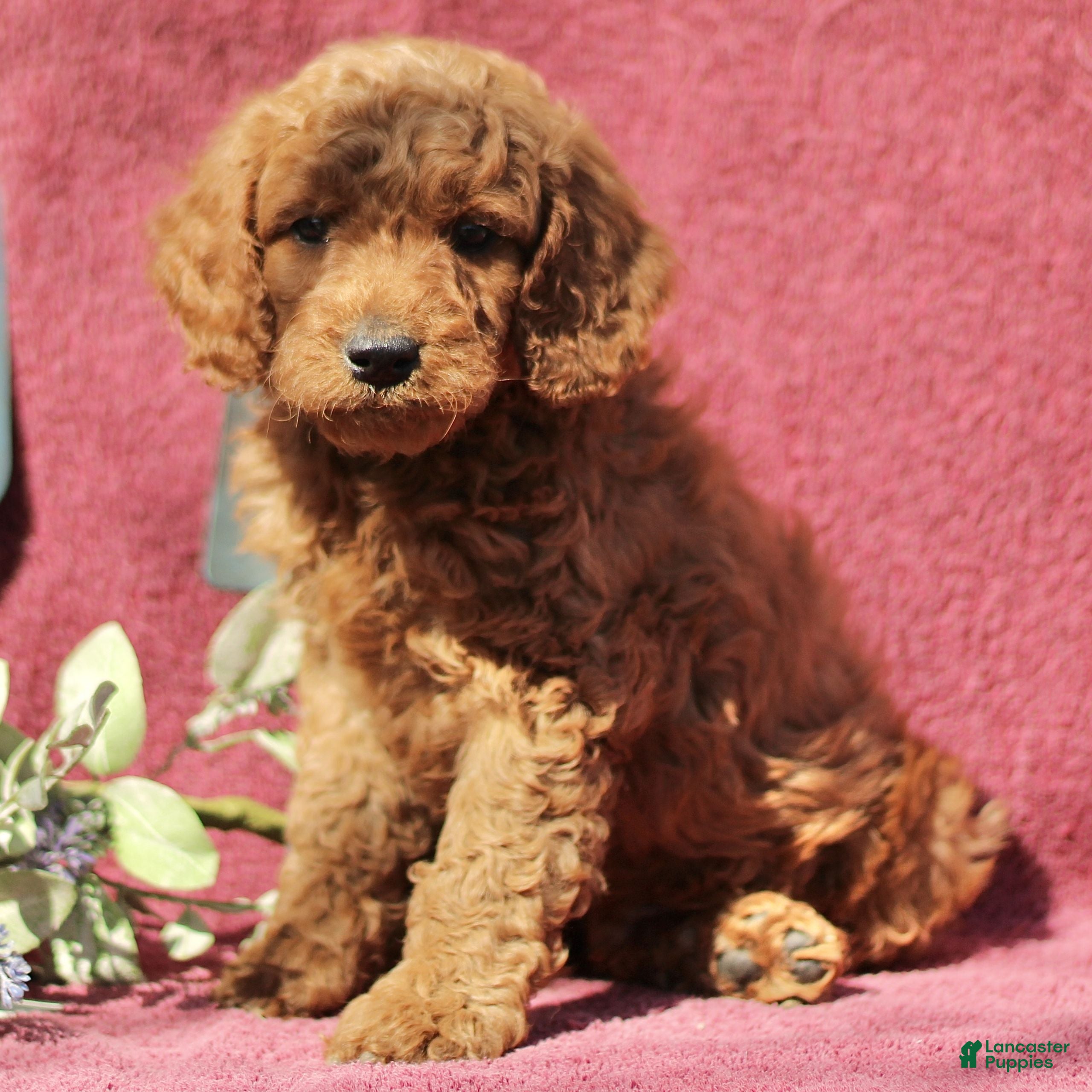 Mini Goldendoodle dogs Curtis  - Ad 1