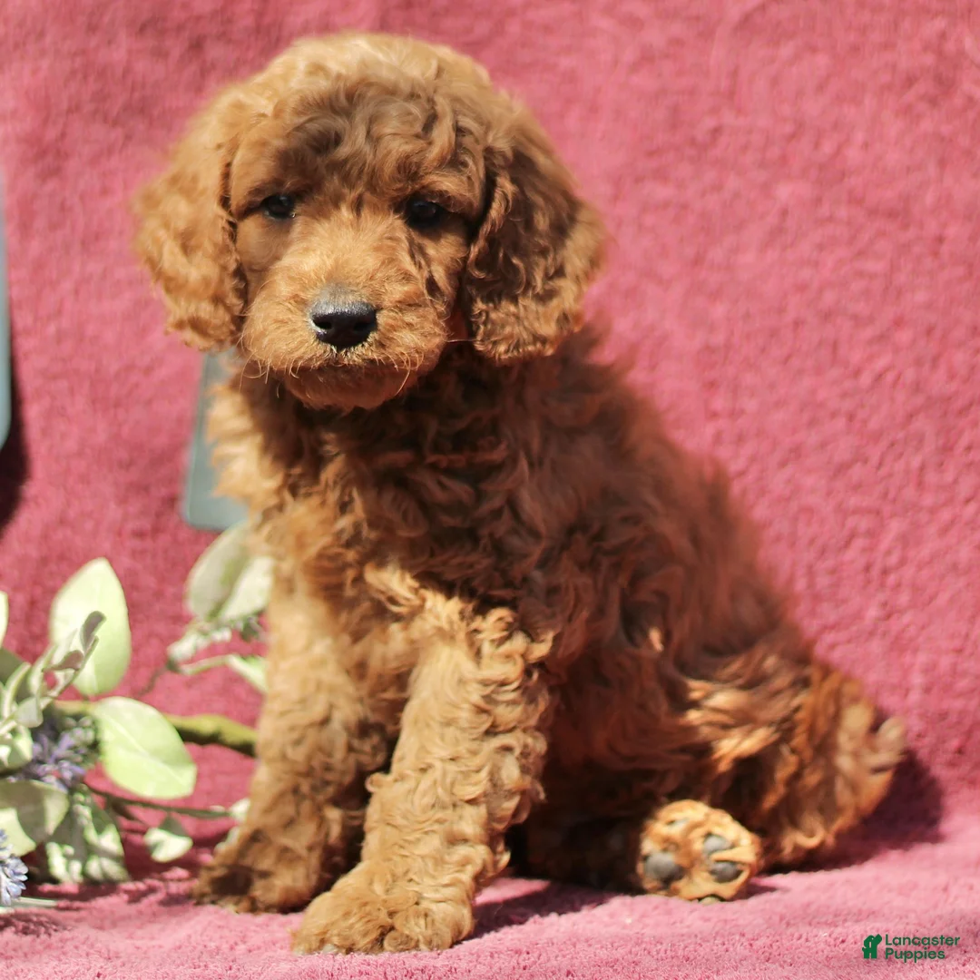 Mini Goldendoodle dogs for sale: Curtis  - Ad 1