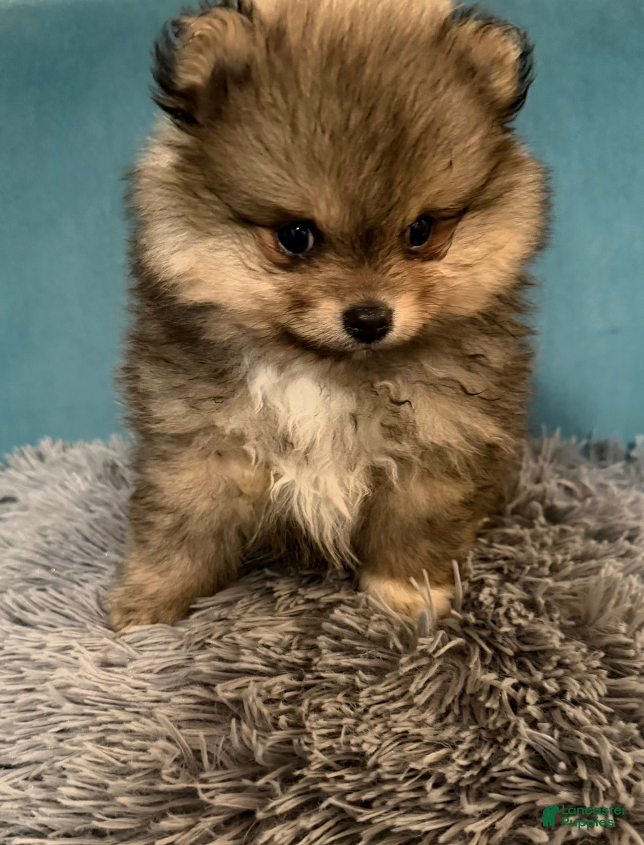 Pomeranian dogs Pomeranian Puppy 1 - Ad 2