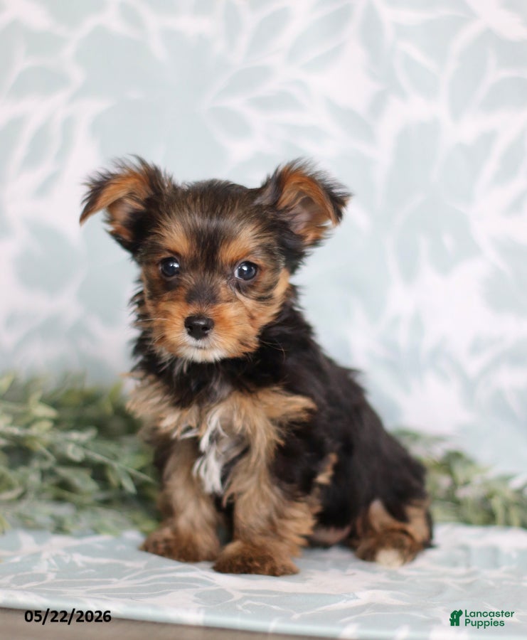 Yorkshire Terrier dogs Megan - Ad 2