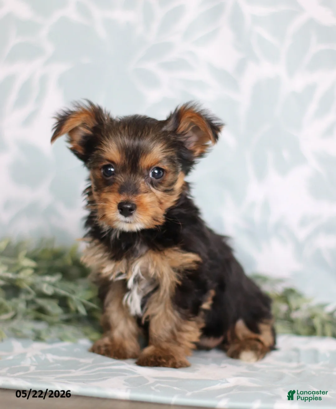 Yorkshire Terrier dogs for sale: Megan - Ad 2