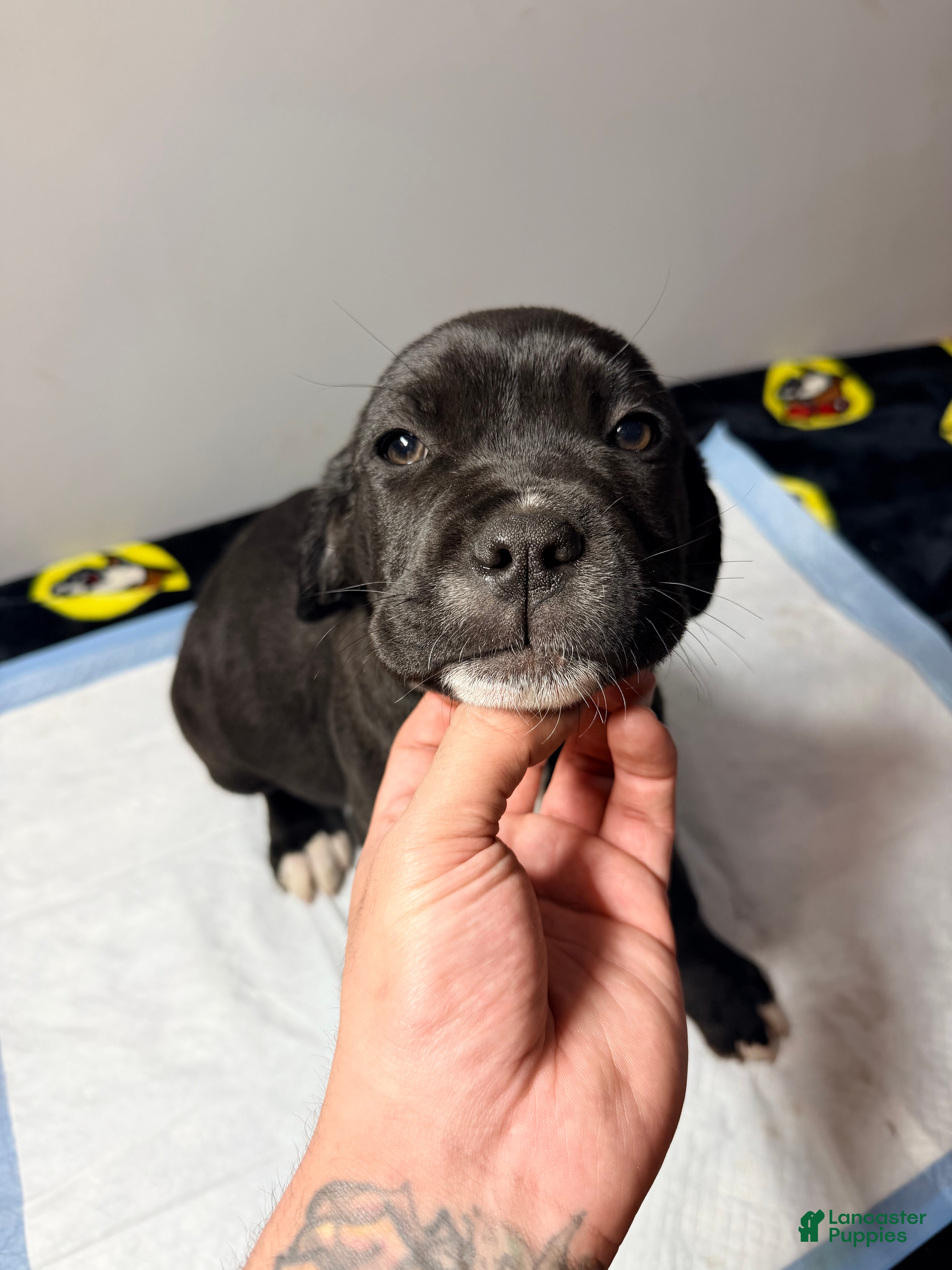 Mixed Breed dogs Big boy #2 - Ad 1