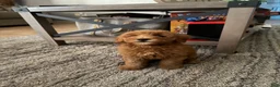 Goldendoodle dogs for sale: Goldendoodle 1 - Ad 3