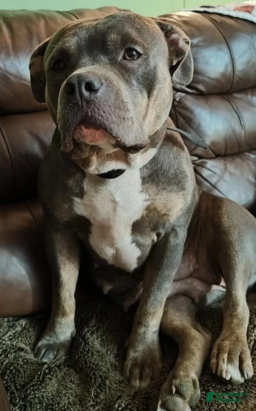 American Bully dogs for sale: Nash - Ad 2