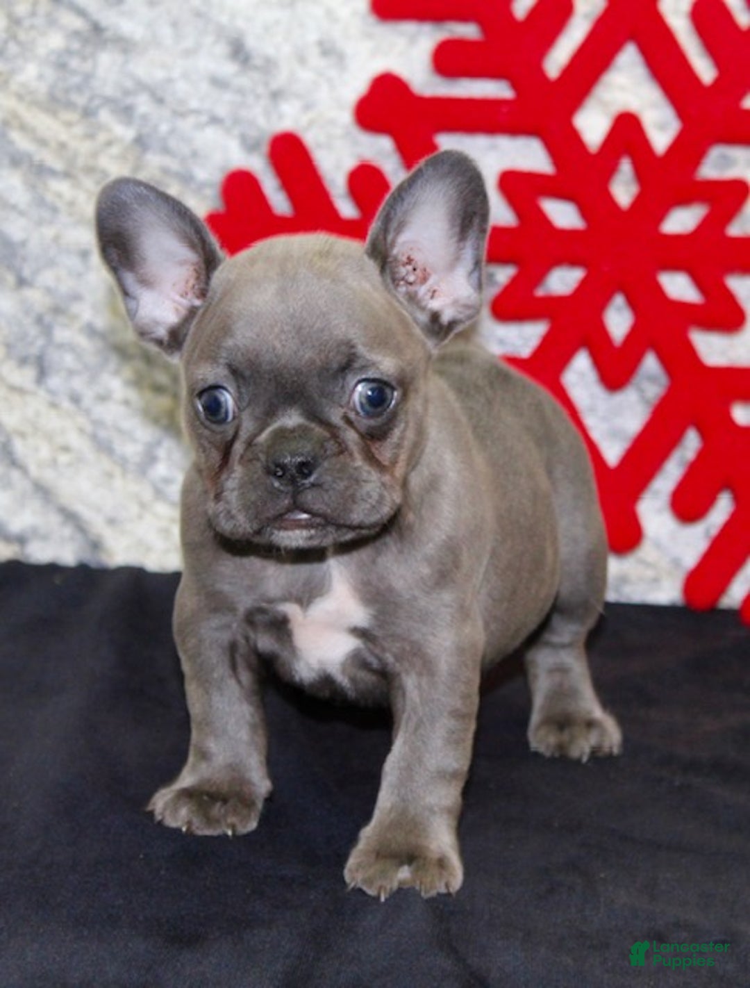 French Bulldog dogs for sale: Donna - Ad 2